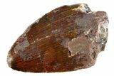 Serrated, Fossil Phytosaur (Redondasaurus) Tooth - New Mexico #284290-1